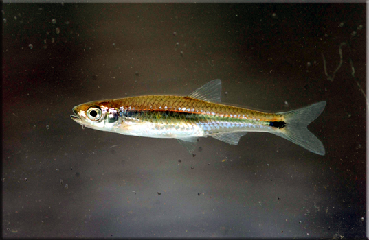 (Notropis) Род НОТРОПИСЫ 92 вида